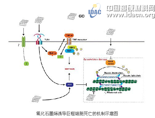 石墨烯毒性機(jī)制方面研究取得重要進(jìn)展