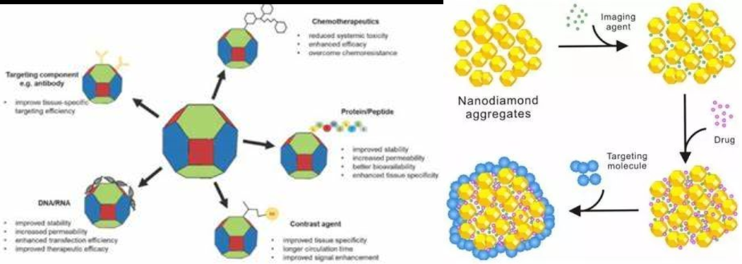 大咖來了：中科院理化所只金芳研究員帶您挖掘納米金剛石生物醫藥領域應用前景